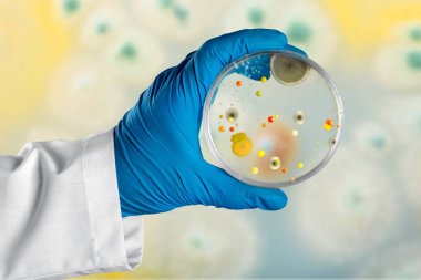 bilim adamları'nın el petri kabına bakteri ile tutarak 