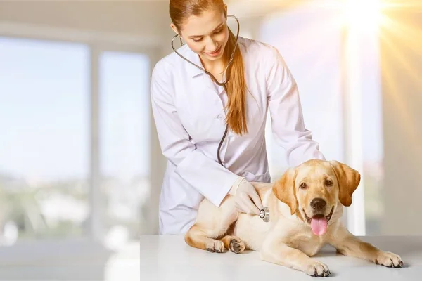 Hembra Joven Veterinario Con Perro Sobre Fondo Claro — Foto de Stock