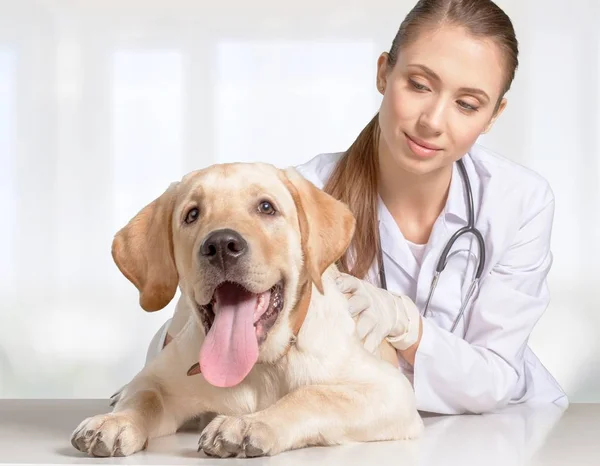 Jovem Veterinária Com Cão Fundo Leve — Fotografia de Stock