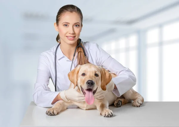 Jovem Veterinária Com Cão Fundo Leve — Fotografia de Stock