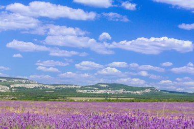 Mor lavanta alanının doğal görünümü