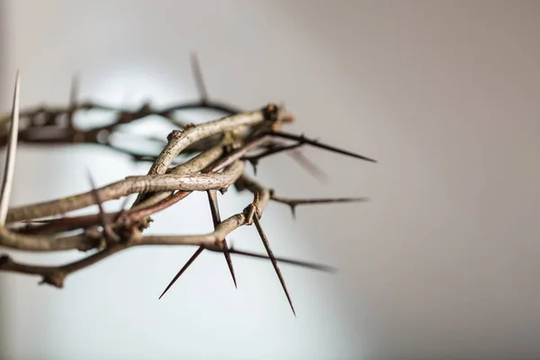 Crown Thorns Background Close View — Stock Photo, Image