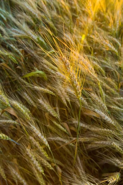 Wheat agriculture grain barley harvest wheat field crop