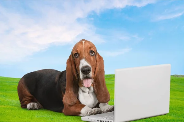 Basset Hound Dog Med Modern Laptop — Stockfoto