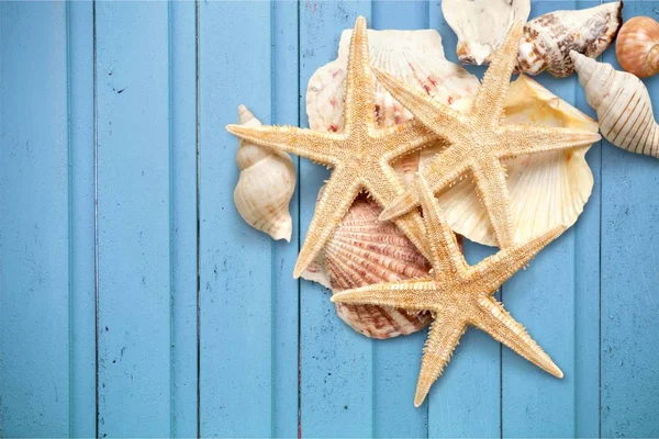 Estrelas-do-mar e conchas . — Fotografia de Stock