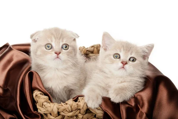 Gatinhos Domésticos Gatinhos Domésticos Animais Gatos Mamíferos Animais Estimação — Fotografia de Stock