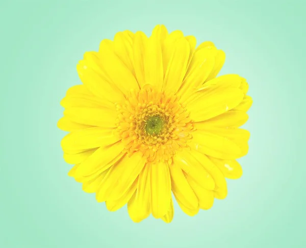 Gerbera daisy. — Stockfoto