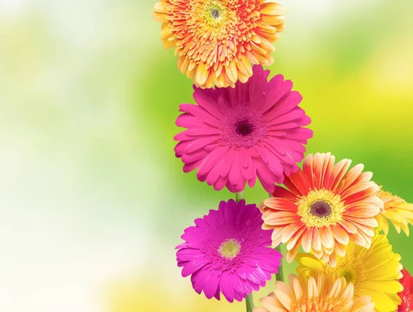 Flower white background Stock Photos, Royalty Free Flower white background Images | Depositphotos Flower white background Stock Photos, Royalty Free Flower white background Images | Depositphotos