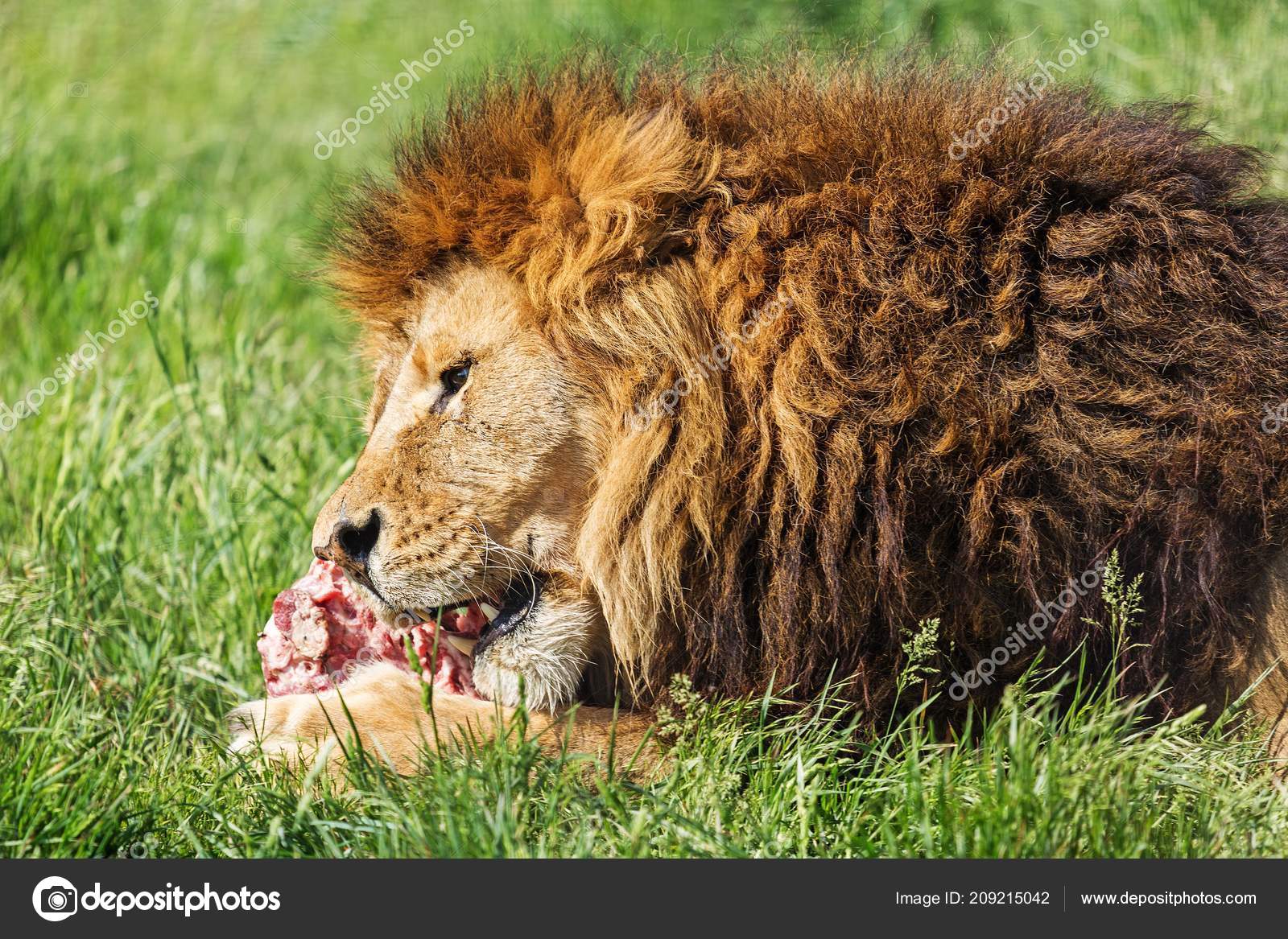 Animal Wild Cat Big Cat Wild Animal Endangered Feline Lions Stock Photo by  ©billiondigital 209215042