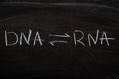 RNA blackboard dna retro transkripsiyon yazı tahtası beyaz yatay