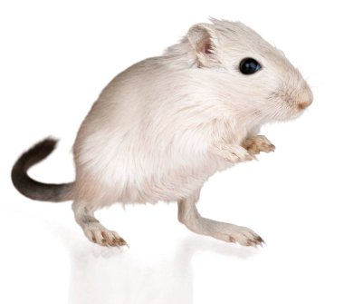 Gerbil pet animal rodent cute mammal mouse clipart