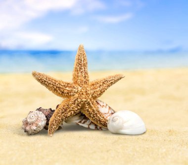 Deniz yıldızı kum plajındaki