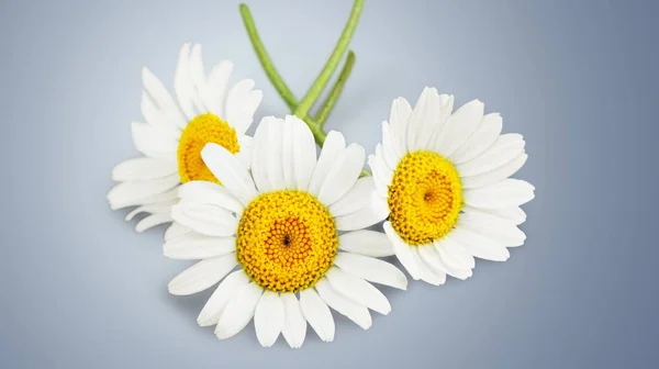 Daisy Kamille Bloemgift Kamille Plant Wit Voorjaar — Stockfoto