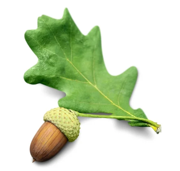 Acorn en oak leaf — Stockfoto