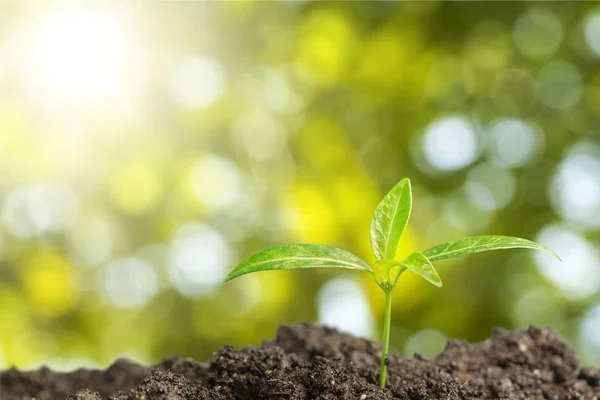 Groei Van Nieuwe Leven Groene Plant Bodem — Stockfoto