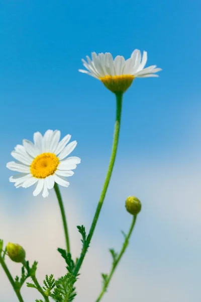 Százszorszép Virág Mező Növény Daisy Családi Kamilla Rét — Stock Fotó