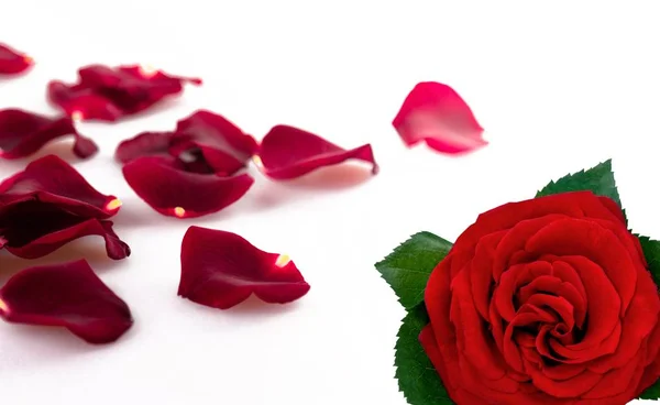 Belle Fleur Rose Rouge Pétales — Photo