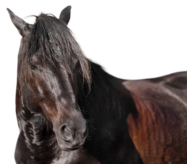 暗い種牡馬ヘッドク — ストック写真