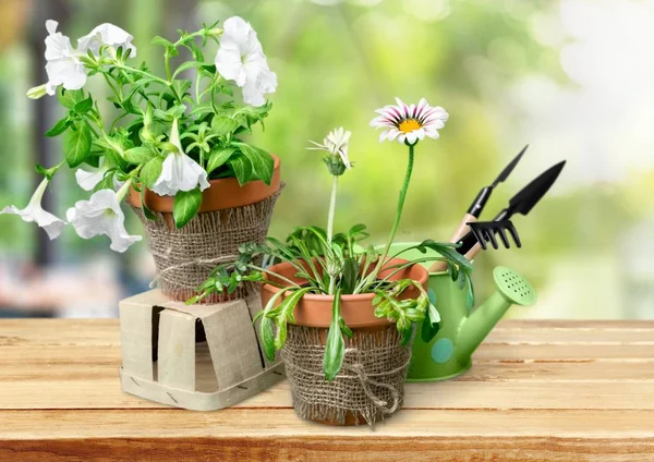 Gardening Garden Spring Bright Gift Closeup Isolated — Stock Photo, Image