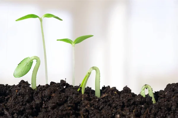 Pequeñas Plantas Suelo Vista Cerca —  Fotos de Stock