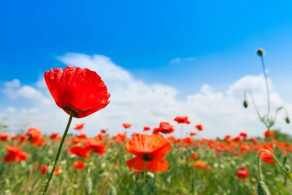 Red poppy flowers in a field — Stock Photo, Image