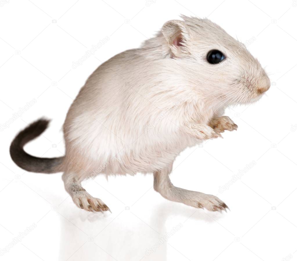 Gerbil pet animal rodent cute mammal mouse