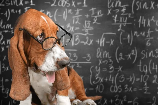 Math Pies Szalone Okulary Akademickich Zwierząt Tablica — Zdjęcie stockowe