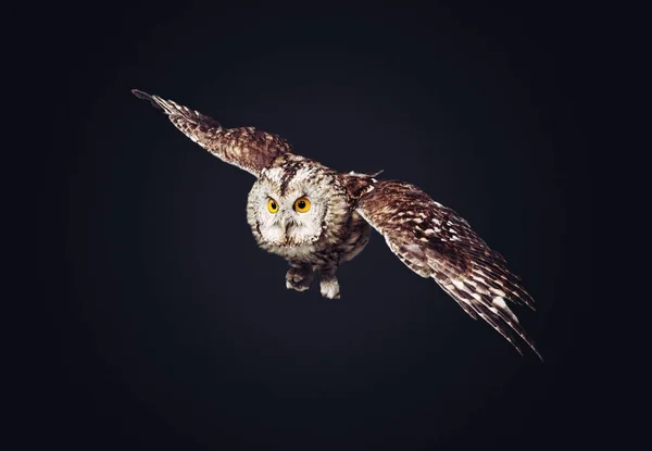 Owl Eagle Giant Åtgärd Aviär Näbb Fågel — Stockfoto