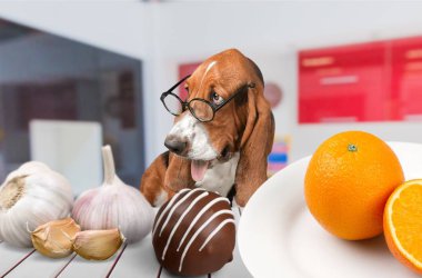 Hayvan avokado kötü kafein köpek çikolata kakao