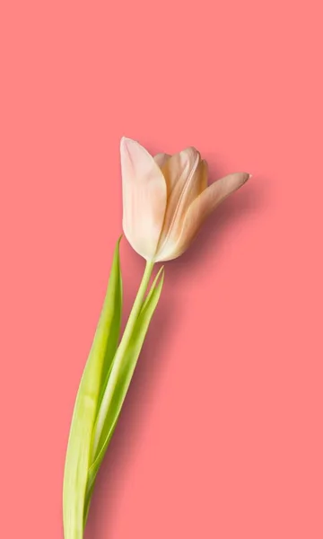 Våren Årsdagen Bakgrund Födelsedagsfirande Blossom Knoppar — Stockfoto