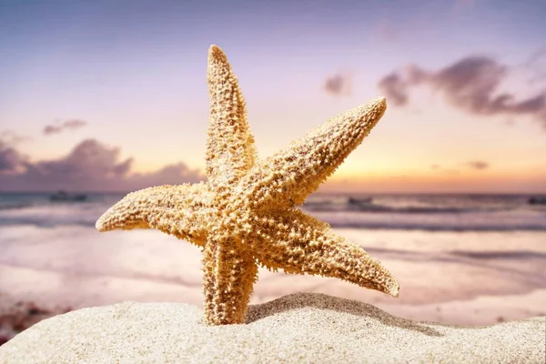 Uma estrela do mar na areia da praia — Fotografia de Stock