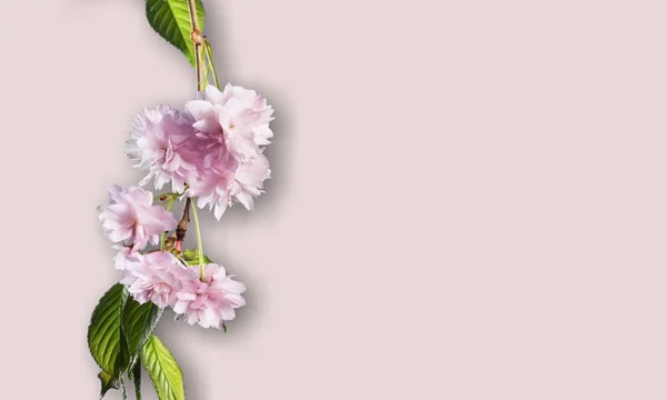 Düz Çiçek Arka Plan Cherry Blossom Japon Lay — Stok fotoğraf