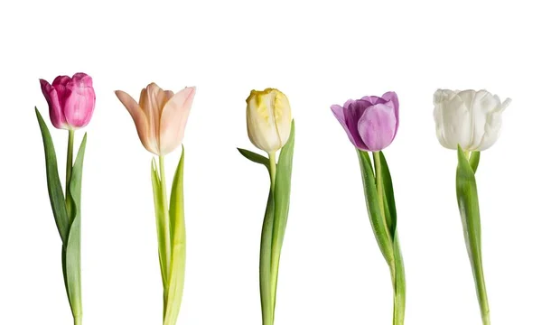 Tulip Färg Kan Vit Arrangemang Bakgrund Vackra — Stockfoto