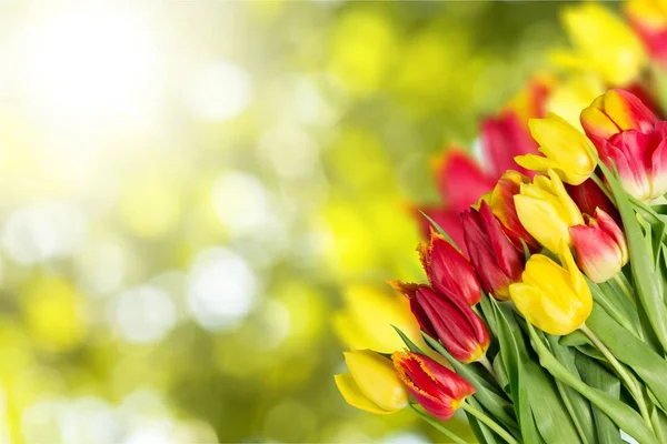 Świeży tulipany z pustą kartę — Zdjęcie stockowe