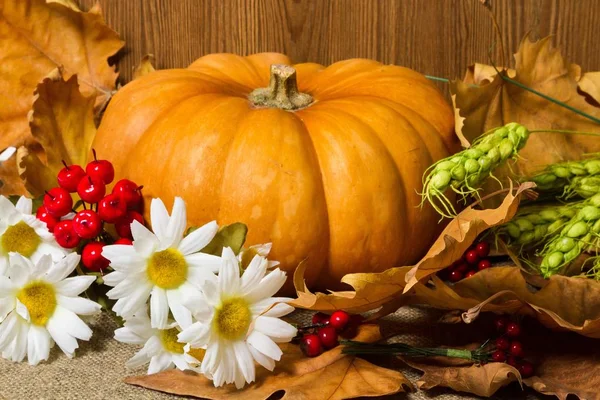 Herfst Pompoen Thanksgiving Behang Vakantie Bloemen Bladeren — Stockfoto