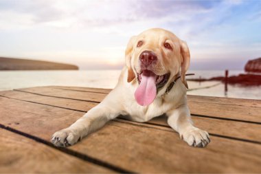 Altın geri almak çok güzel hayvan özenli arka plan güzel