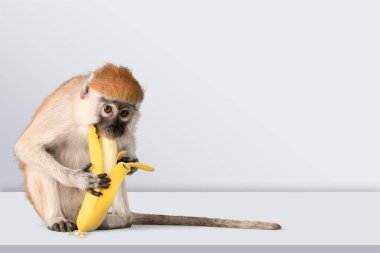 Cute Monkey with banana on light background clipart