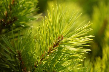 Köknar ağacı çam ağacı dalı yeşil iğne yakın çekim