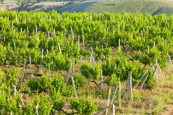 Vineyard summer wine spring field romania sunrise