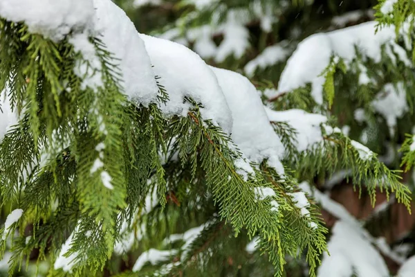 Winter snow pine tree evergreen branches evergreen snow covered christmas