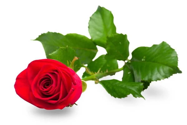 Hermosa Flor Rosa Aislada Blanco — Foto de Stock