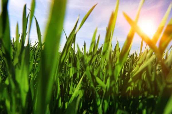 Hierba Aérea Agricultura Fondo Cereales Azules — Foto de Stock