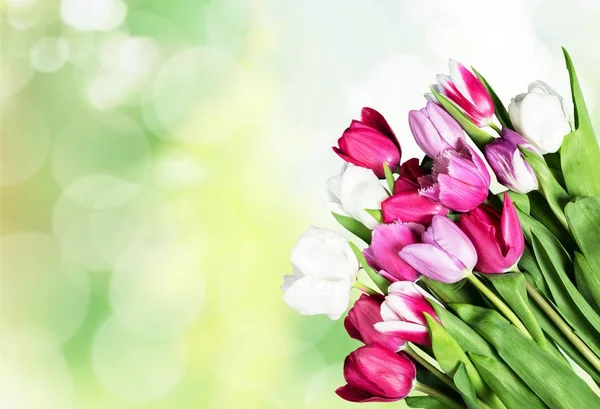 Fiori di tulipano freschi — Foto Stock