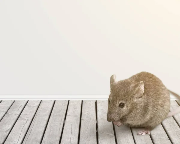 Ratte Drinnen Tier Hintergrund Schwarz Gezüchtet Braun — Stockfoto