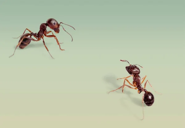 Hormiga Animal Hormigas Antena Fondo Negro Insecto — Foto de Stock