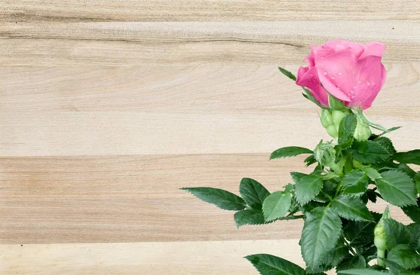 Rosa Rosa Fiore Sfondo Legno — Foto Stock