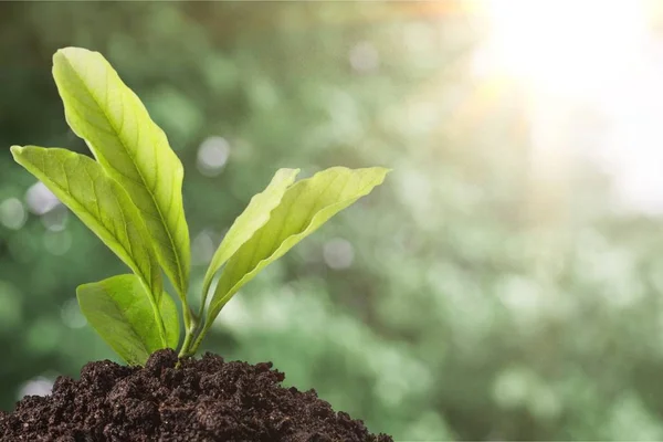 新生命绿色植物在土壤中的生长 — 图库照片