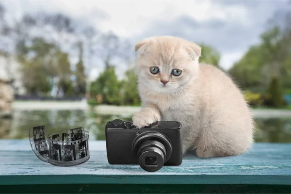 Gato Gatos Gatito Felino Gris Tabby Mascota — Foto de Stock