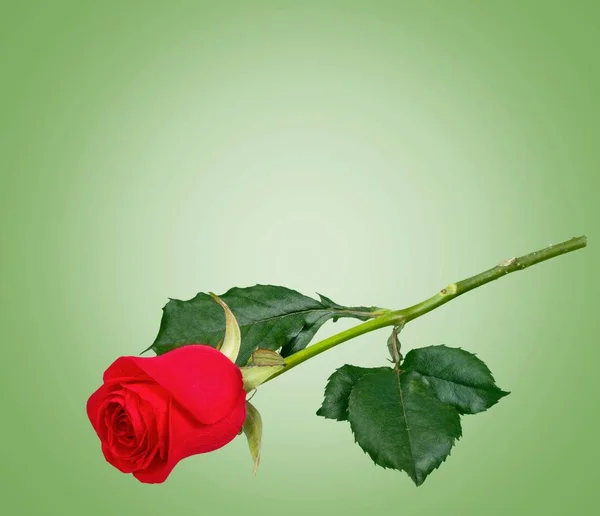 Beautiful Rose Flower Isolated — Stock Photo, Image