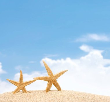 Deniz yıldızları kum üzerinde